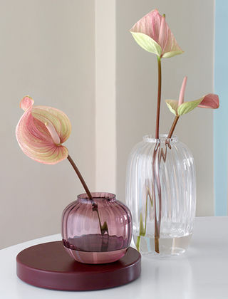 Primula Vasen aus Glas in Pflaume & Klarglas von Holmegaard - Kugelvase in Violett und einer hohen Glasvase aus Klarglas mit wundervollen Anthurien.