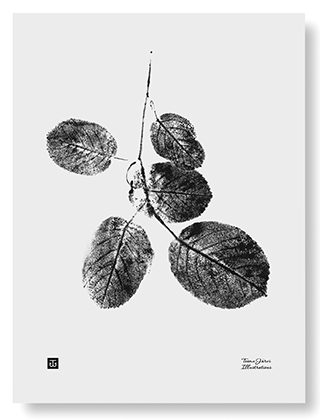 Goat Willow Branch Poster von Teemu Järvi Illsutrations - Salweide