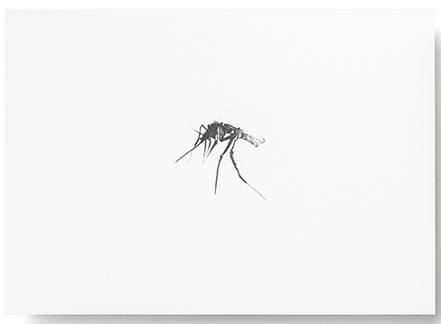 Teemu Järvi Illustrations - Postkarte - Mosquito - Die Mücke