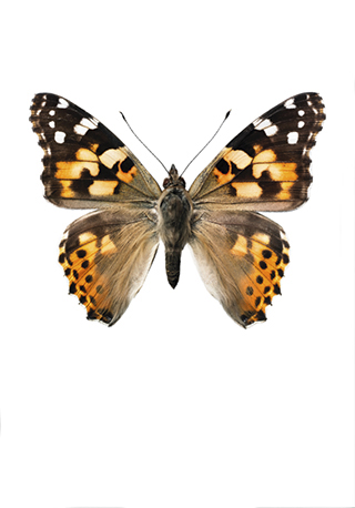 Postkarte "Schmetterling" mit Umschlag von Hagedornhagen