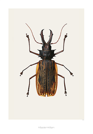 Kunstdruck mit Käfer Macrodontia cervicornis von Hagedornhagen aus Dänemark.