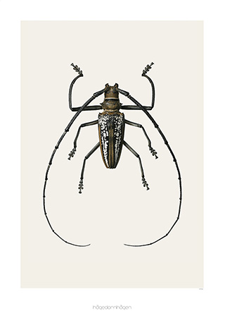 Kunstdruck mit Käfer Batocera wallacei von Hagedornhagen aus Dänemark.