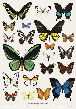 Myriad of Butterflies - Poster mit Schmetterlingen von Hagedornhagen aus Dänemark
