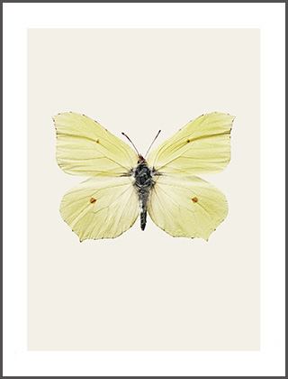 Kunstdruck / Poster von Hagedornhagen mit Schmetterling Gonepteryx rhamni. Ein gelblich leuchtender Schmetterling auf beigefarbenem Hintergrund.